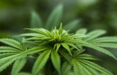 Krčan i Lošinjanin prijavljeni zbog proizvodnje i preprodaje marihuane