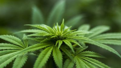 Krčan i Lošinjanin prijavljeni zbog proizvodnje i preprodaje marihuane