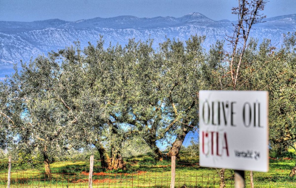 Utla olive oil: Tradicija, ljubav i vrhunski rezultati u originalnoj krčkoj priči o tekućem zlatu