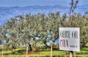 Maslinovo ulje OPG-a Utla iz Malinske nagrađeno u New Yorku