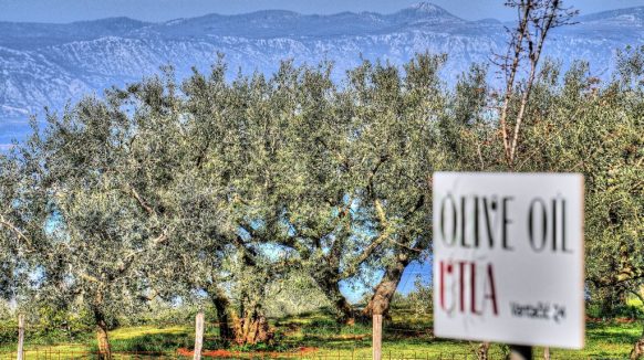 Maslinovo ulje OPG-a Utla iz Malinske nagrađeno u New Yorku