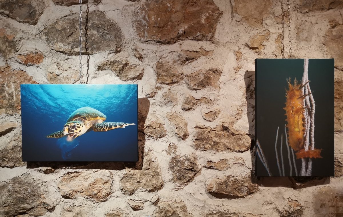 Izložba fotografija Podvodnog foto maratona u galeriji TOŠ