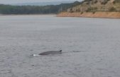 VIDEO Veliki sjeverni kit snimljen u Omišaljskom zaljevu!