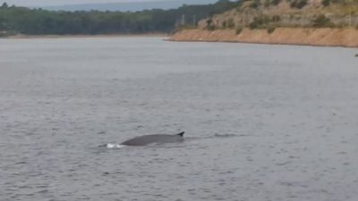 VIDEO Veliki sjeverni kit snimljen u Omišaljskom zaljevu!