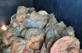 Poljoprivredna zadruga otok Krk prikuplja vunu, subvencionira se po cijeni od 5kn/kg