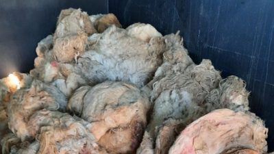 Poljoprivredna zadruga otok Krk prikuplja vunu, subvencionira se po cijeni od 5kn/kg