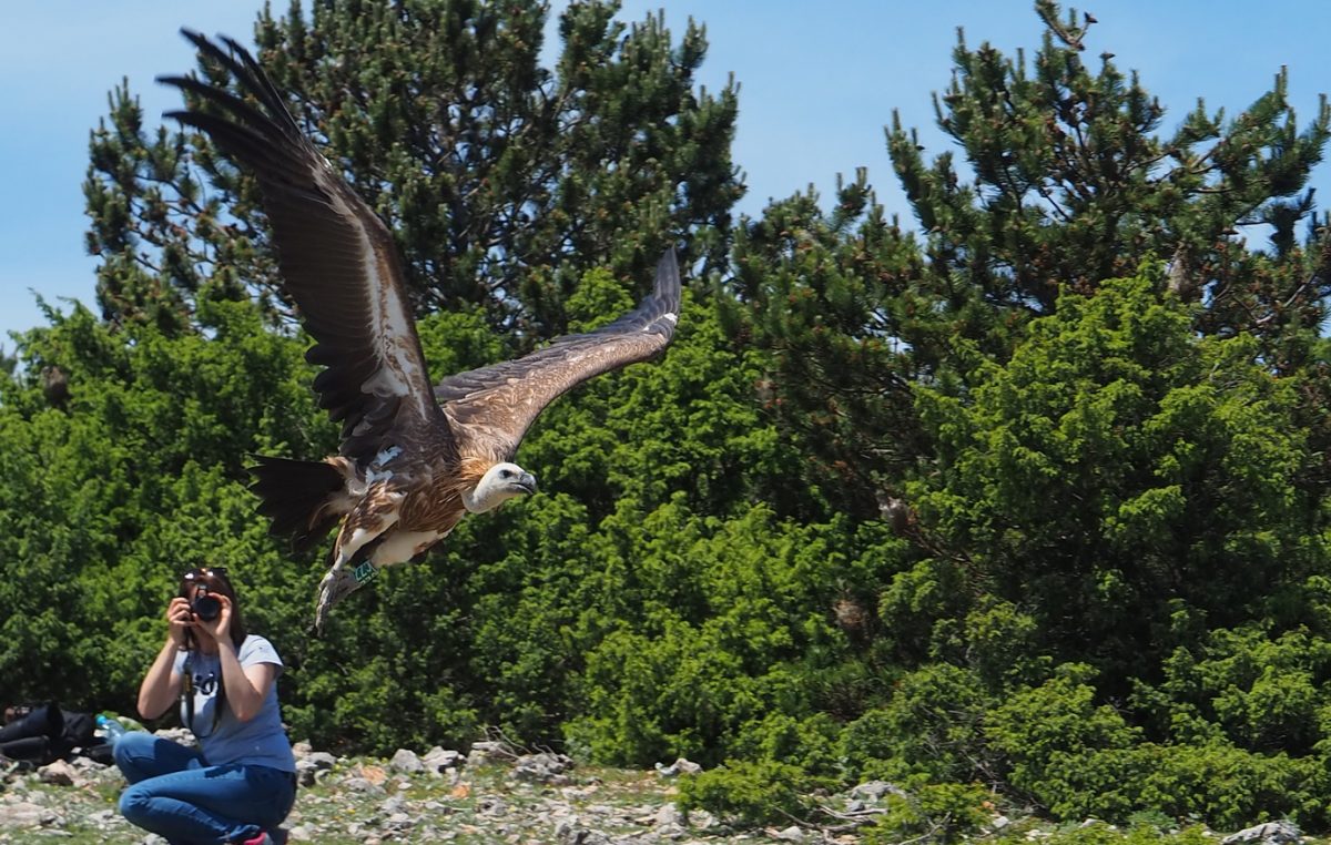 FOTO Novi „orli“ na kvarnerskom nebu: 7 mladih supova poletjelo iz Oporavilišta na Cresu