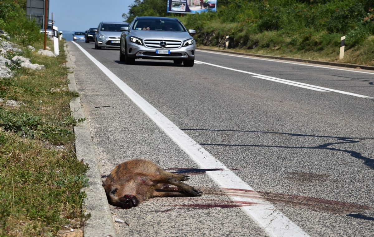Opet stradavaju životinje po cestama Krka i Kvarnera