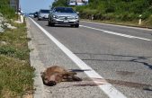 Na Krku pod kotačima automobila stradala divlja svinja, srne i zečevi