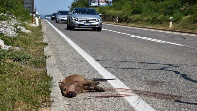 U dva tjedna 31 životinja stradala pod kotačima automobila, šteta je preko 20 tisuća eura