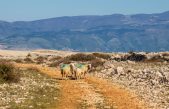 Krk bilježi porast izlova divljih svinja, osigurano 300 hektara novih površina za ovčare