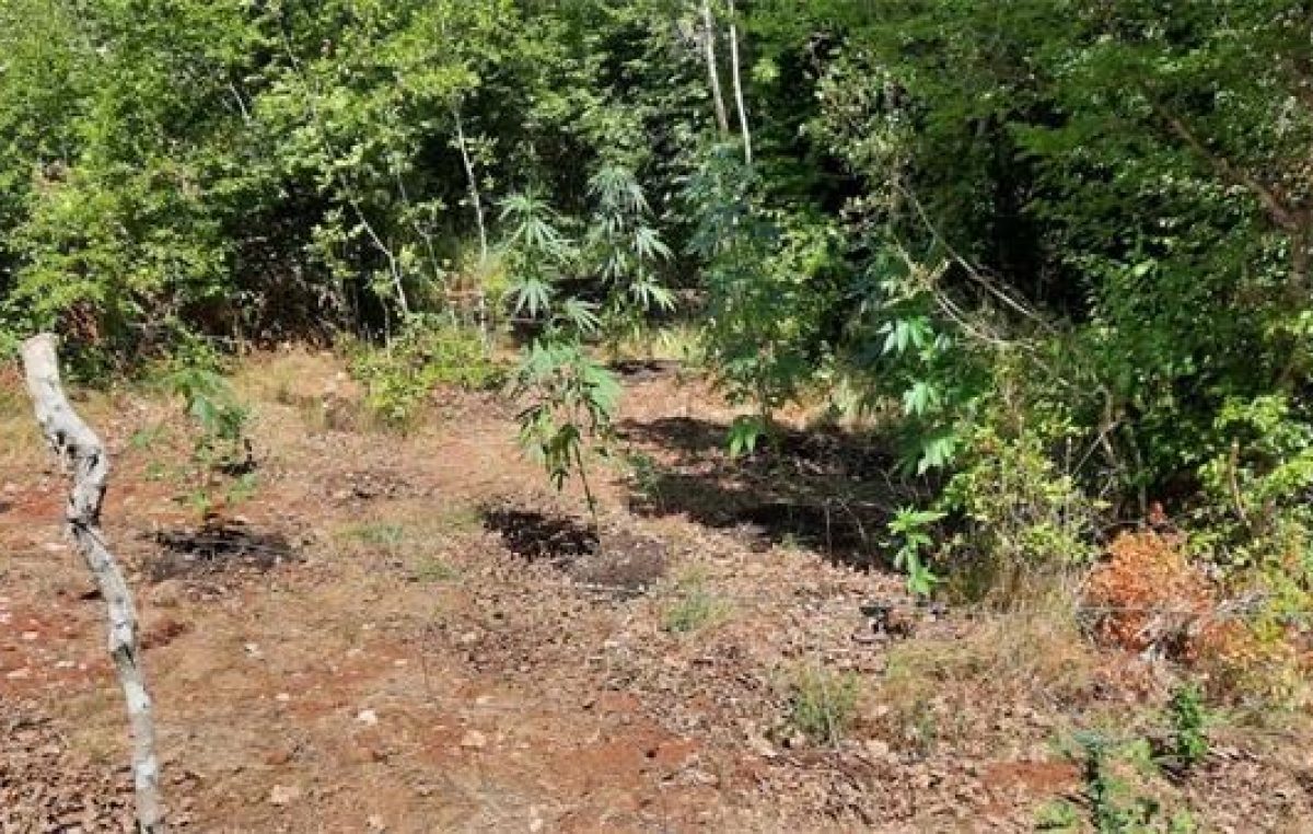 FOTO U šumi na Krku pronašli čitavu plantažu cannabis sative