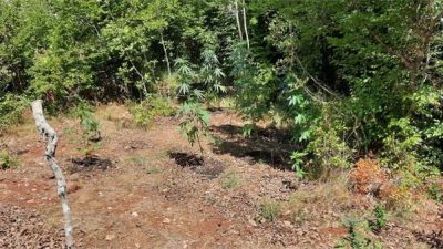 FOTO U šumi na Krku pronašli čitavu plantažu cannabis sative