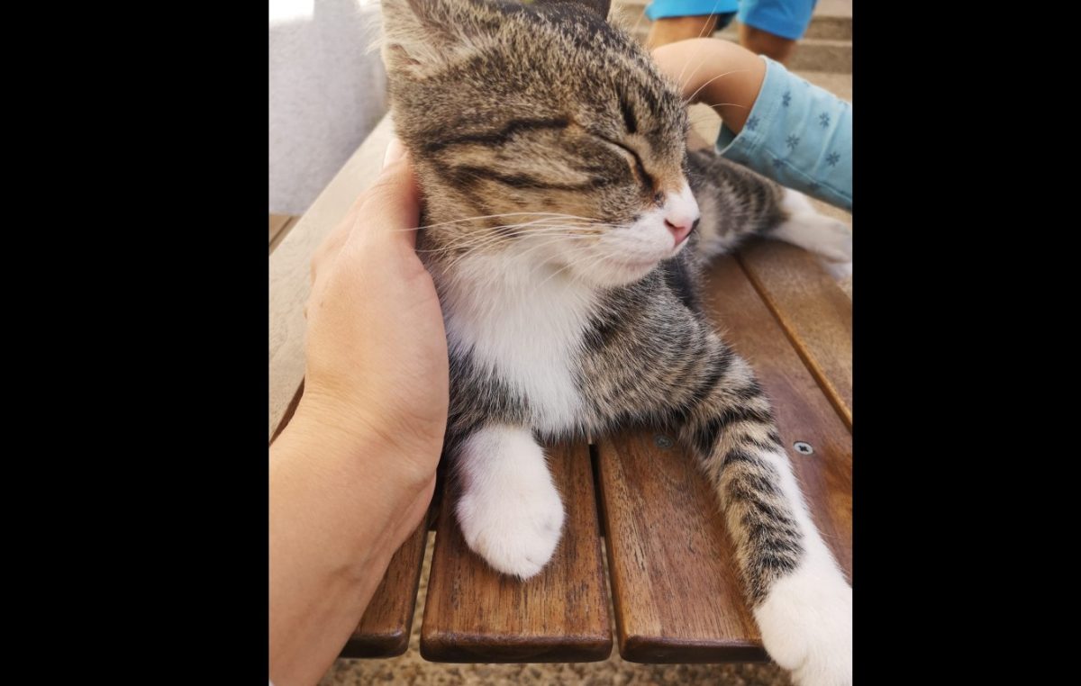 OPREZ! Netko u Krku već mjesecima truje mačke, otrov predstavlja opasnost i za djecu