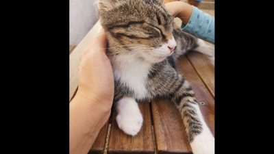OPREZ! Netko u Krku već mjesecima truje mačke, otrov predstavlja opasnost i za djecu