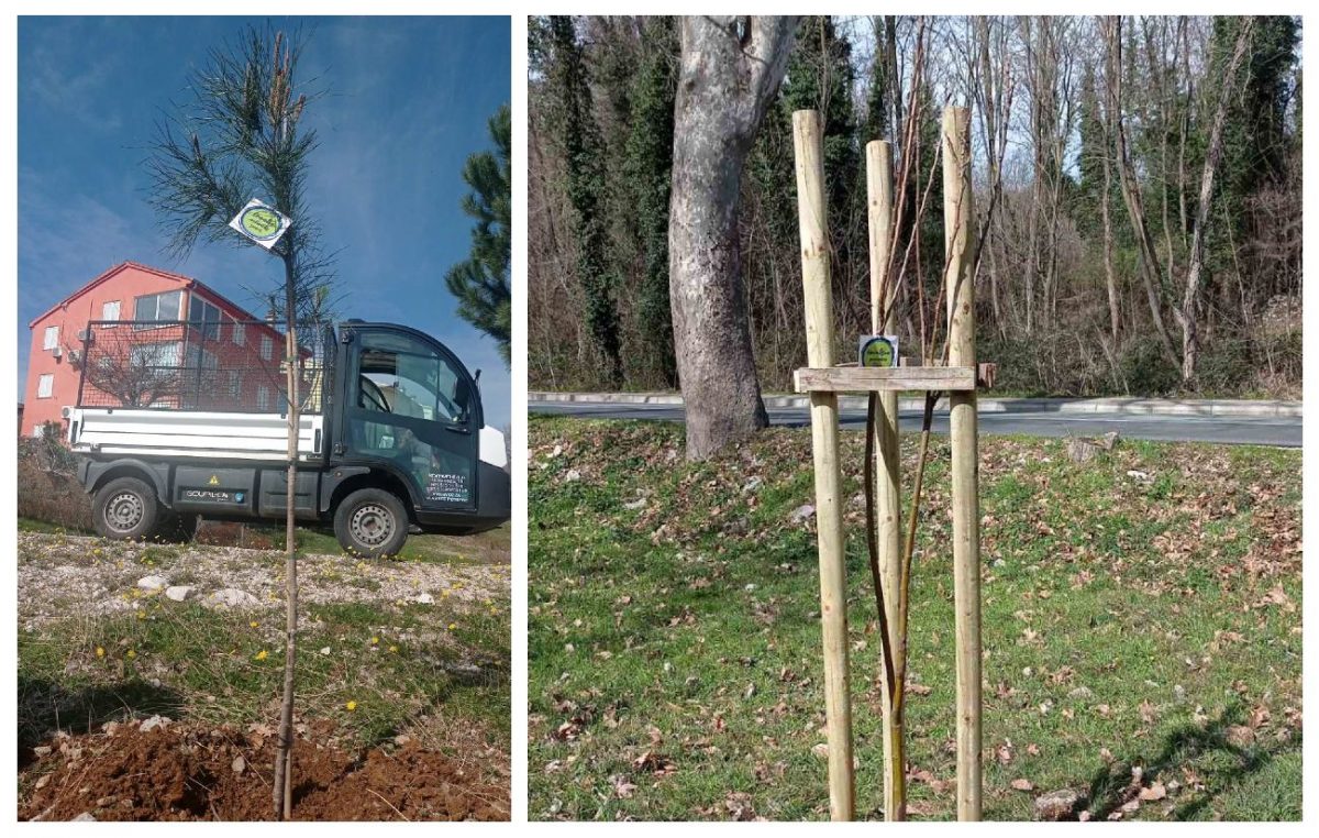 Na području Općine Dobrinj posađeno 28 stabala pinije, crnike, kestena i lipe