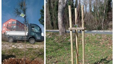 Na području Općine Dobrinj posađeno 28 stabala pinije, crnike, kestena i lipe