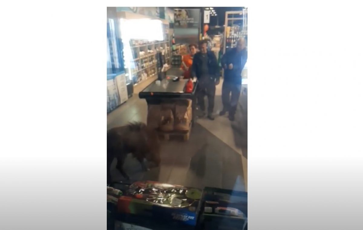 VIDEO Vepar na Krku ušao u trgovinu
