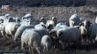 HRT: Čagljevi na brdima iznad Baške poklali stotine ovaca i janjadi, scene su potresne