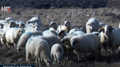 HRT: Čagljevi na brdima iznad Baške poklali stotine ovaca i janjadi, scene su potresne
