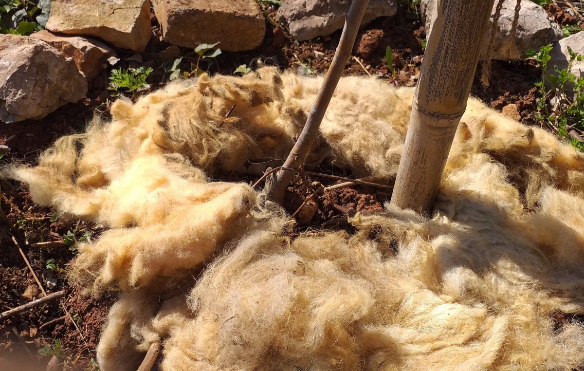 Prilika na Treskavcu – dođite po besplatnu netretiranu krčku vunu