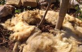 Prilika na Treskavcu – dođite po besplatnu netretiranu krčku vunu