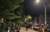 Pukom srećom nema stradalih: Srušio se koprivić u centru Krka, oštećeno više vozila