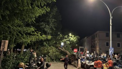 Pukom srećom nema stradalih: Srušio se koprivić u centru Krka, oštećeno više vozila