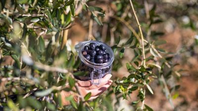 Treća godina projekta “Hrvatska prirodno tvoja” na otoku Krku donijela novu sadnju i prve plodove