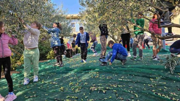 [FOTO] Krčki osnovnoškolci i ove godine uspješno odradili berbu maslina