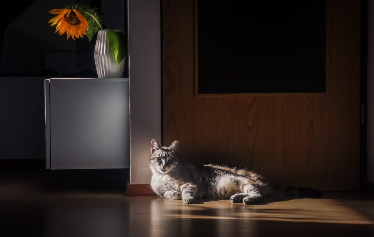 Proglašeni pobjednici foto natječaja za listopad, objavljena tema za prosinac