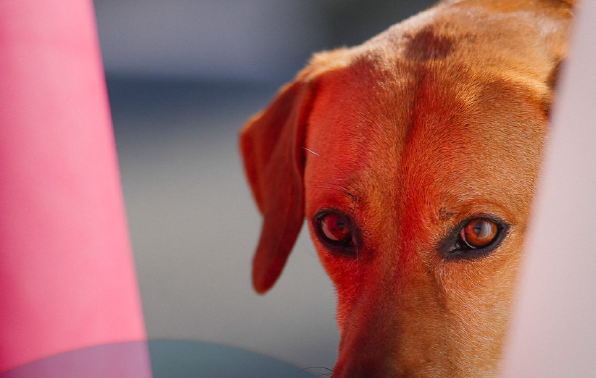 Radionica o odgoju i treningu pasa u sklopu promocije udomljavanja životinja