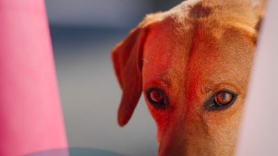 Radionica o odgoju i treningu pasa u sklopu promocije udomljavanja životinja