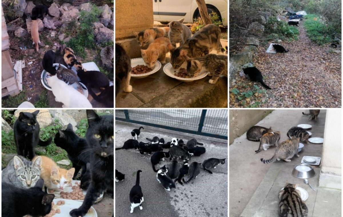 Dramatična situacija: Na Krku je tisuće napuštenih mačaka, u tijeku je velika akcija – i vi se možete uključiti