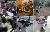 Dramatična situacija: Na Krku je tisuće napuštenih mačaka, u tijeku je velika akcija – i vi se možete uključiti