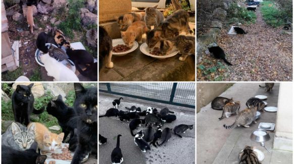 Dramatična situacija: Na Krku je tisuće napuštenih mačaka, u tijeku je velika akcija – i vi se možete uključiti
