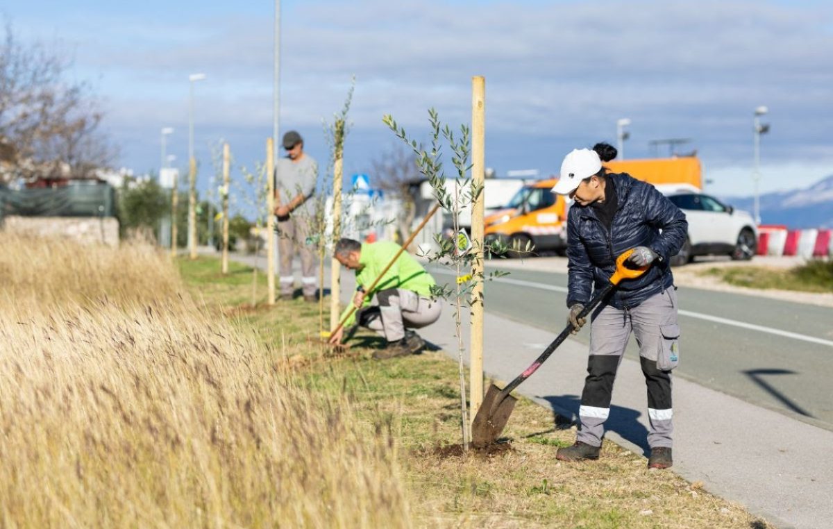 Korak dalje u zelenom razvoju: u Omišlju posađeno deset novih maslina