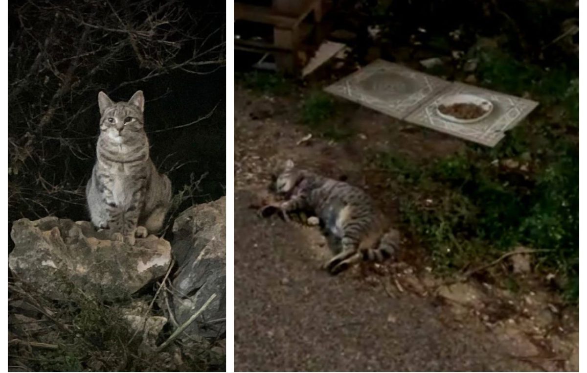 Volonteri sterilizirali, kastrirali i cijepili čak 217 krčkih mačaka – a neki nečovjek je sada ubio jednu od njih?