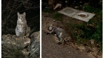 Volonteri sterilizirali, kastrirali i cijepili čak 217 krčkih mačaka – a neki nečovjek je sada ubio jednu od njih?