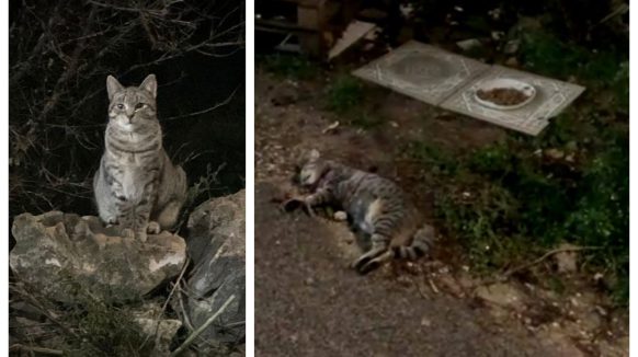 Volonteri sterilizirali, kastrirali i cijepili čak 217 krčkih mačaka – a neki nečovjek je sada ubio jednu od njih?