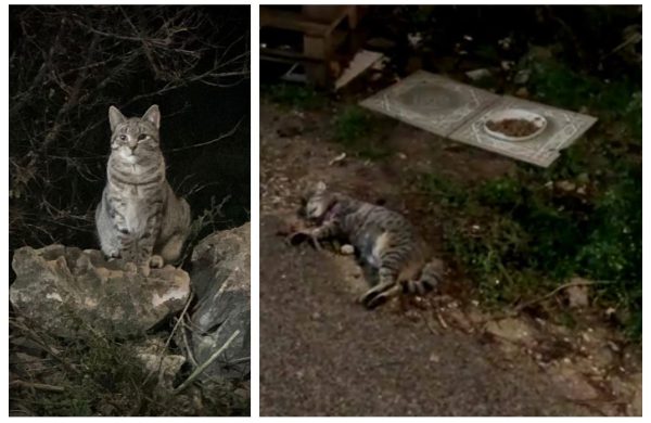 Volonteri sterilizirali, kastrirali i cijepili čak 217 krčkih mačaka – a neki nečovjek je sada ubio jednu od njih?