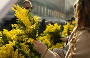 Održan 19. Dan mimoza