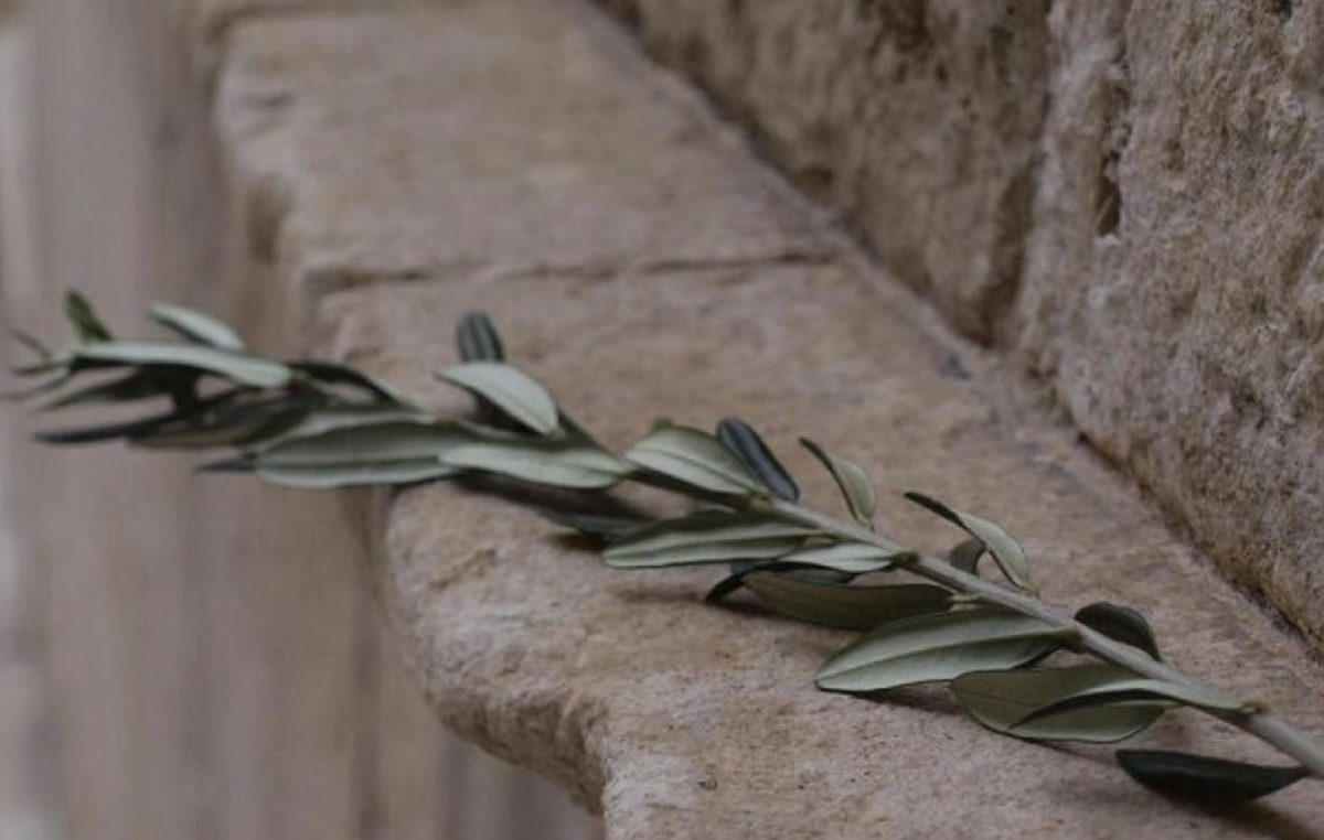 Maslinska nedjelja u Puntu u znaku procesije; odgođena akcija uređenja Košljuna