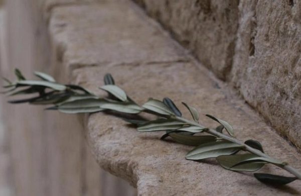 Maslinska nedjelja u Puntu u znaku procesije; odgođena akcija uređenja Košljuna