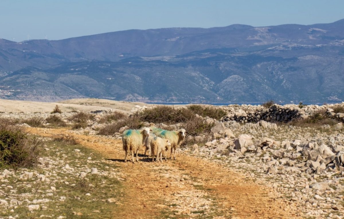 Ovce ugrožavaju promet i rade štetu, Općina Baška objavila upozorenje