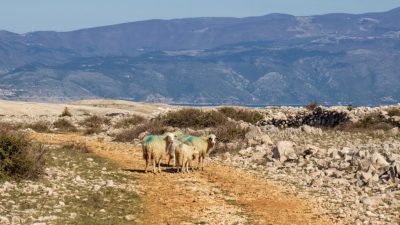 Ovce ugrožavaju promet i rade štetu, Općina Baška objavila upozorenje