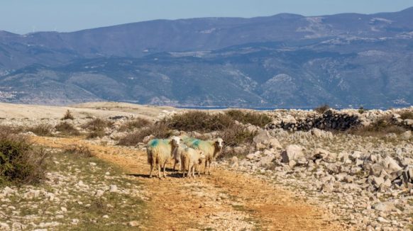 Ovce ugrožavaju promet i rade štetu, Općina Baška objavila upozorenje