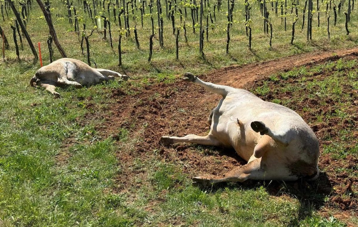 Tužan prizor: Uz cestu Vrbnik – Risika pronađene mrtve krave