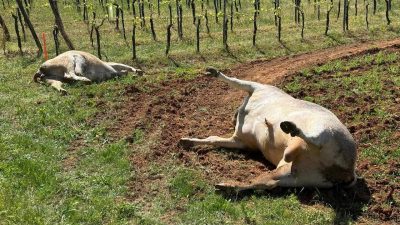 Tužan prizor: Uz cestu Vrbnik – Risika pronađene mrtve krave