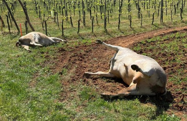 Tužan prizor: Uz cestu Vrbnik – Risika pronađene mrtve krave